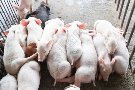 一顿饭猪在农场睡觉业区水产养殖国内的睡眠图片