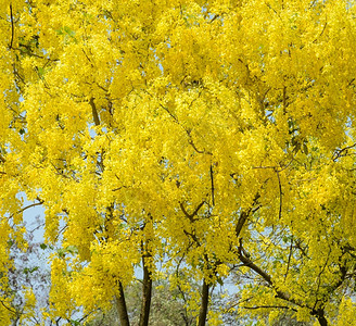 绞刑叶子丰富多彩的Cassia瘘管病的黄花或全盛开金淋浴树泰国民族图片