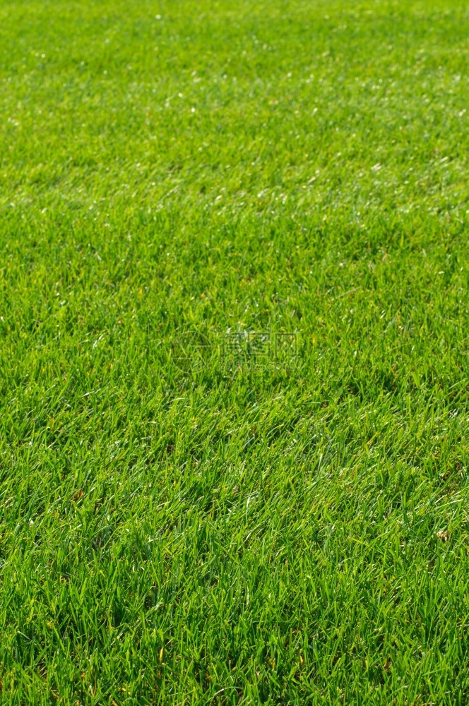 院子新的春青绿草近距离图像高尔夫球夏天图片