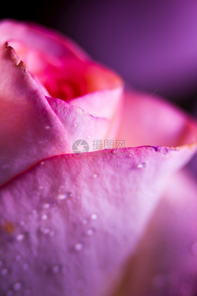 爱一朵彩色玫瑰水滴以肖像形式紧贴捕捉生动情人节图片