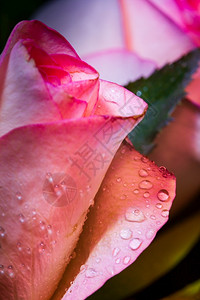 花格式紫色一朵彩玫瑰水滴以肖像形式紧贴捕捉图片