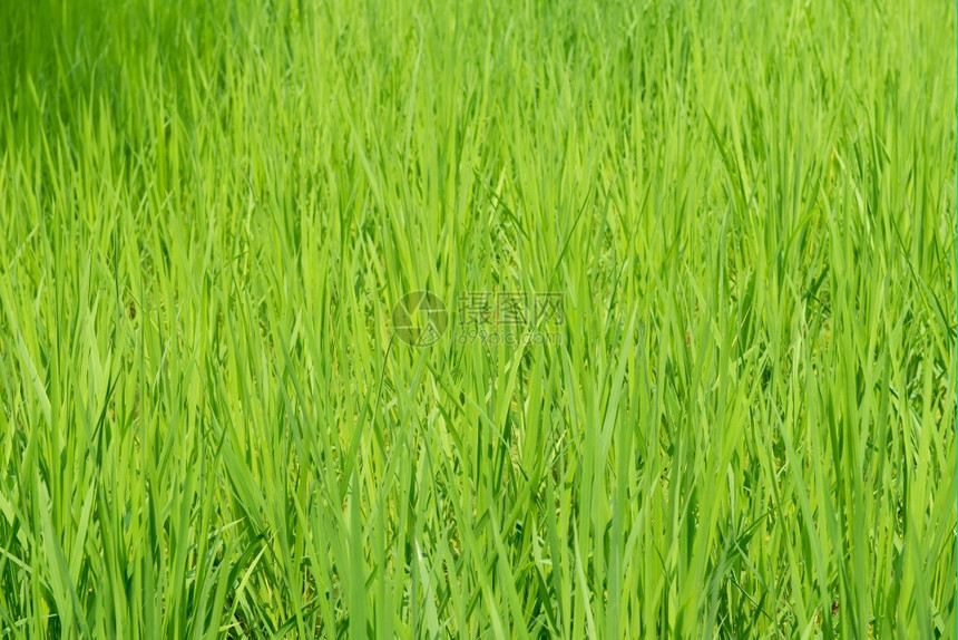 绿色稻田背景与幼植物草地农业田图片