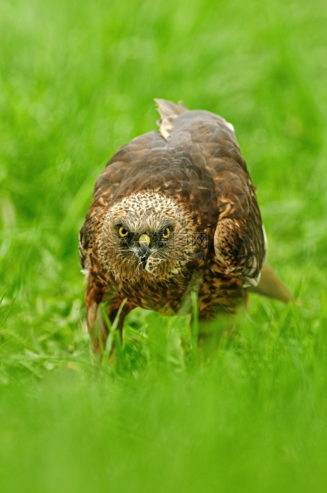 鹰MarshHarrierMarchusAreruginosus的男在夏季草地上与羽毛猎鸟一起在他的嘴边波兰岛BoryTucho图片