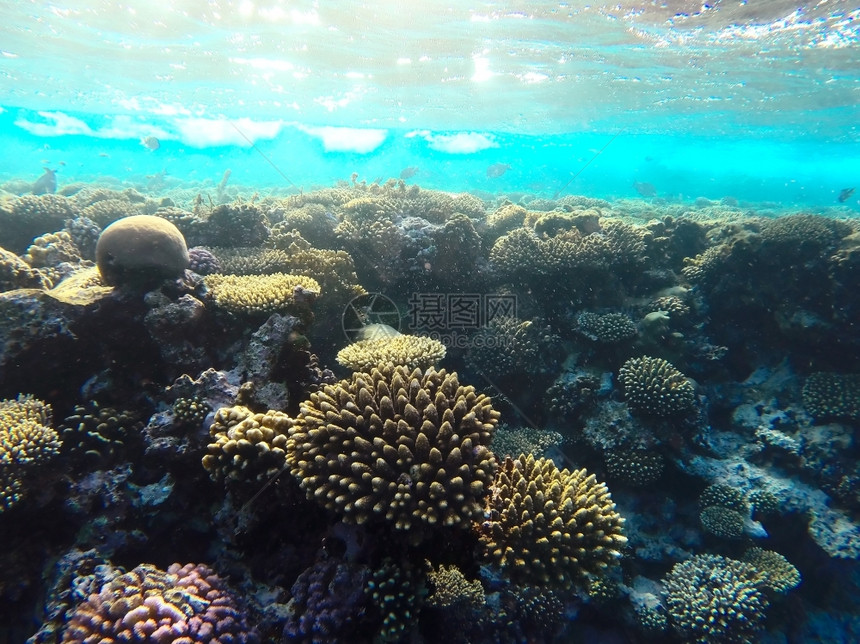水族馆海洋潜红珊瑚礁有硬鱼类和阳光明媚的天空通过清洁水照光下照片图片