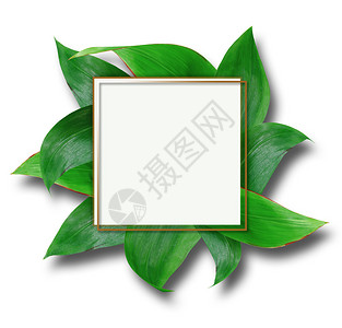 热带空白的绿叶背景上矩形金边框花图片