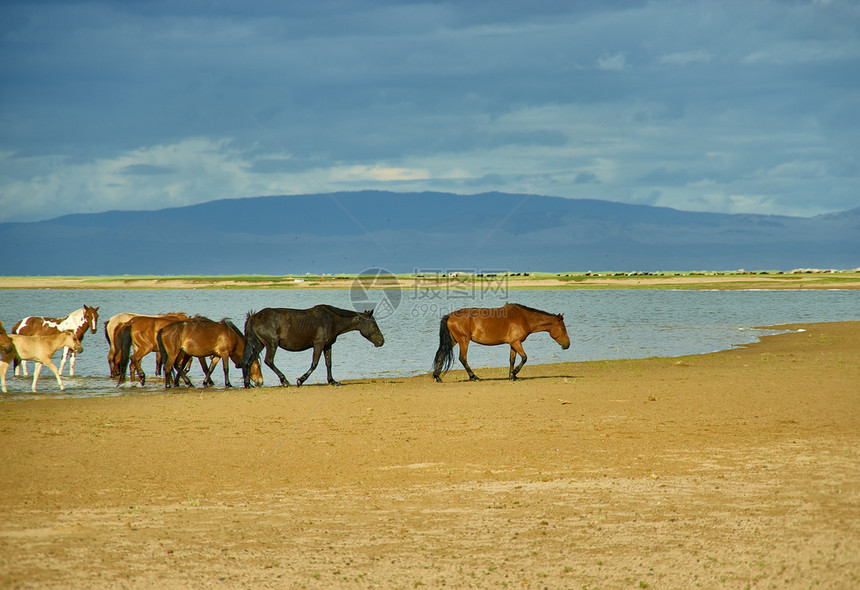 沙漠蒙古人Els牧草动物群美丽的杜根阿勒泰图片