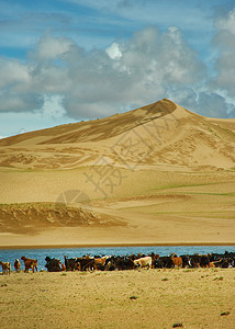 乡村的沙漠蒙古人Els牧草动物群自然风景优美高清图片
