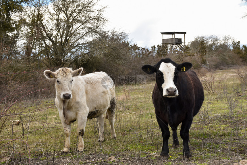 场地在草风景中的奇怪牛幕后有座观鸟塔农业黑色的图片