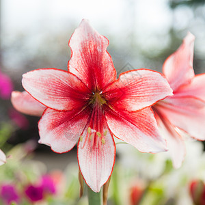 微红白色的一束在寒冷气候下栽种花粉朵是红白的一束色高清图片