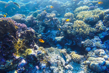 潜水员生态系统红海珊瑚礁有硬鱼类和阳光明媚的天空通过清洁水照光下照片图片