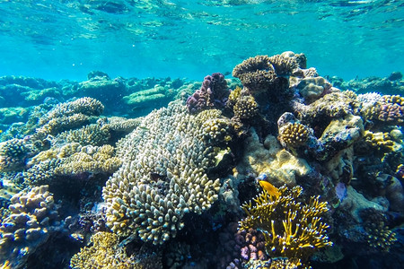 红海珊瑚礁有硬鱼类和阳光明媚的天空通过清洁水照光下照片生活族馆海洋图片