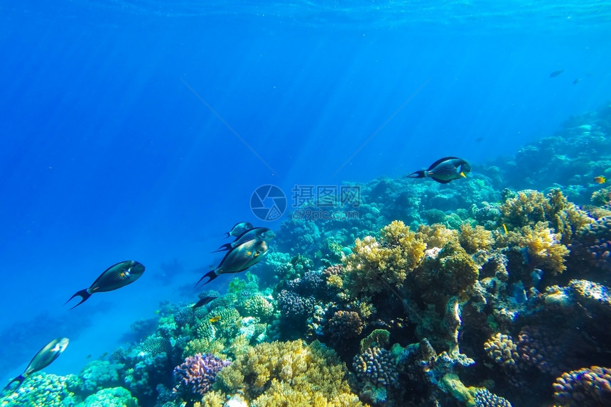 干净的美丽闪亮红海珊瑚礁有硬鱼类和阳光明媚的天空通过清洁水照光下照片图片