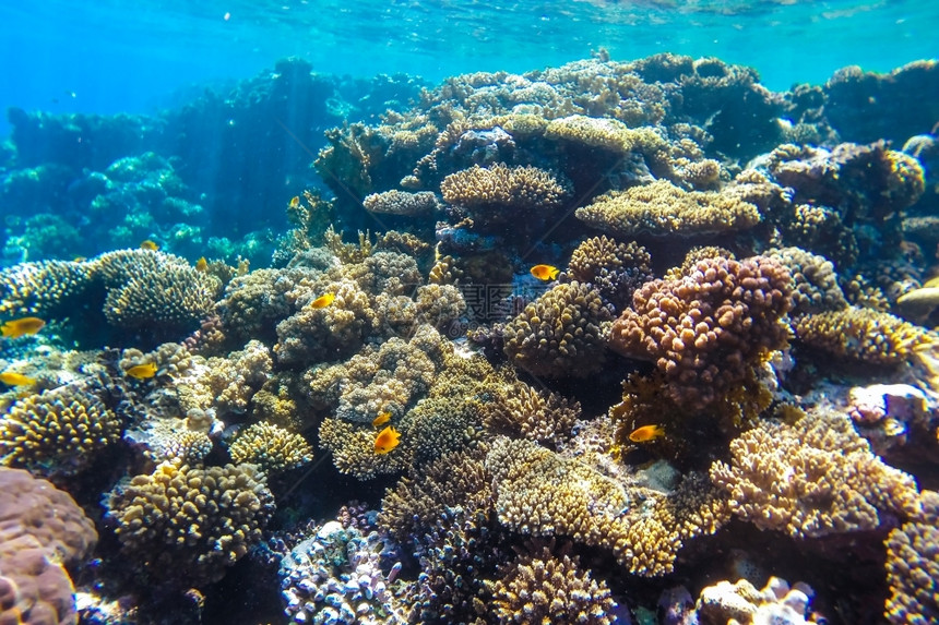 丰富多彩的异国情调红海珊瑚礁有硬鱼类和阳光明媚的天空通过清洁水照光下照片美丽图片