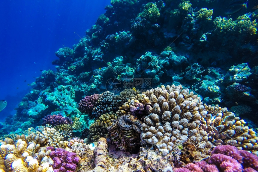 埃及红海珊瑚礁有硬鱼类和阳光明媚的天空通过清洁水照光下照片海洋盐图片