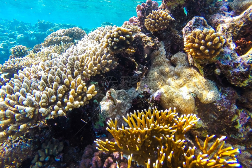 水肺红色的埃及海珊瑚礁有硬鱼类和阳光明媚的天空通过清洁水照光下照片图片