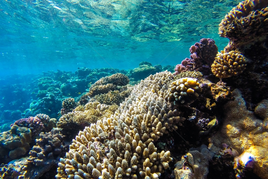 野生动物红海珊瑚礁有硬鱼类和阳光明媚的天空通过清洁水照光下照片难的浮潜图片