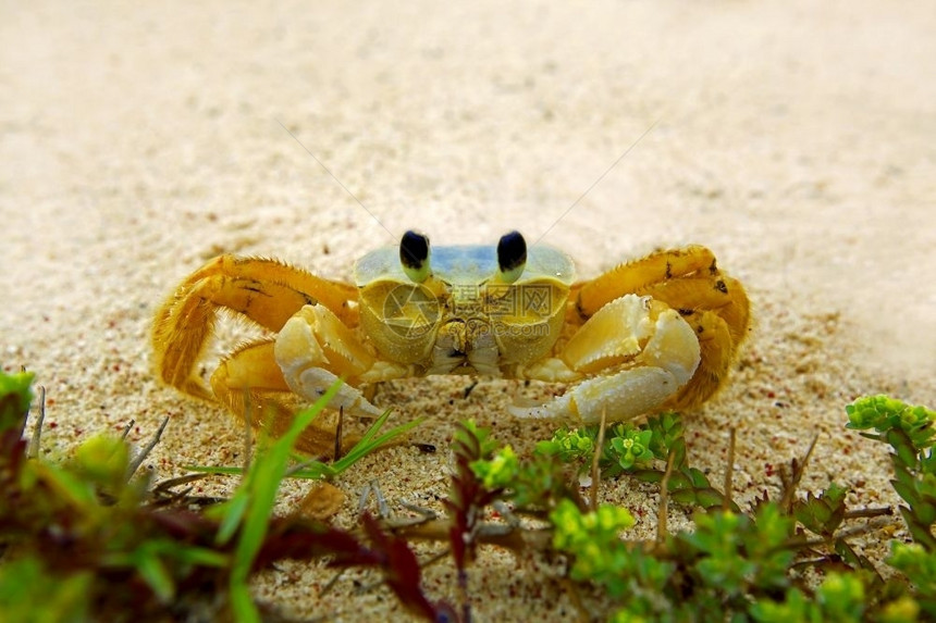 生态警报海洋一只幽灵螃蟹在阿鲁巴的海滩上和一只大天使起拍摄图片
