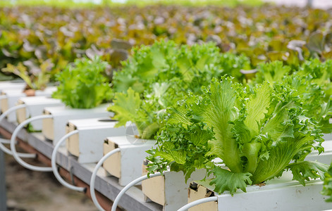 菲莉健康水栽培系统中的蔬菜种植场在水栽培体系中种植水法背景