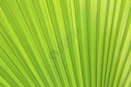 质地异国情调丛林绿色异地棕榈叶背景图象的绿色外来棕榈叶纹理图片