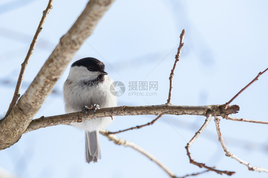 下雪的冬季栖息地沼泽山雀Poecilepalustris自然鸟类学图片
