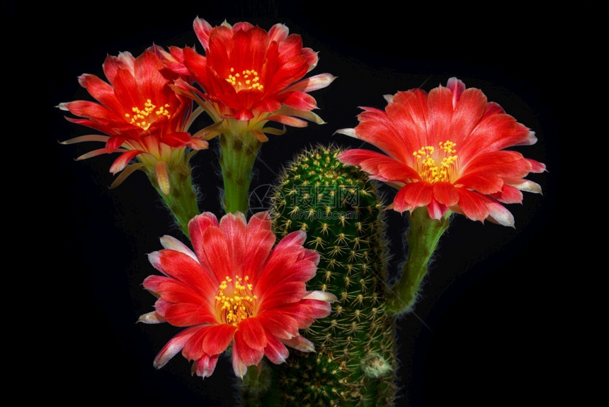 绿色植物群粉红仙人掌花贴近紫色的图片