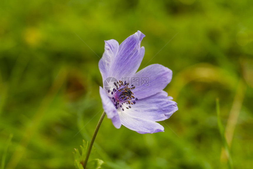 一种花朵的外观来自上方的莱拉彩色海葵香花的绿色图片