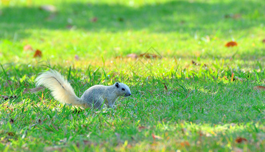 在绿草上靠近白松鼠绿地花园尾巴图片