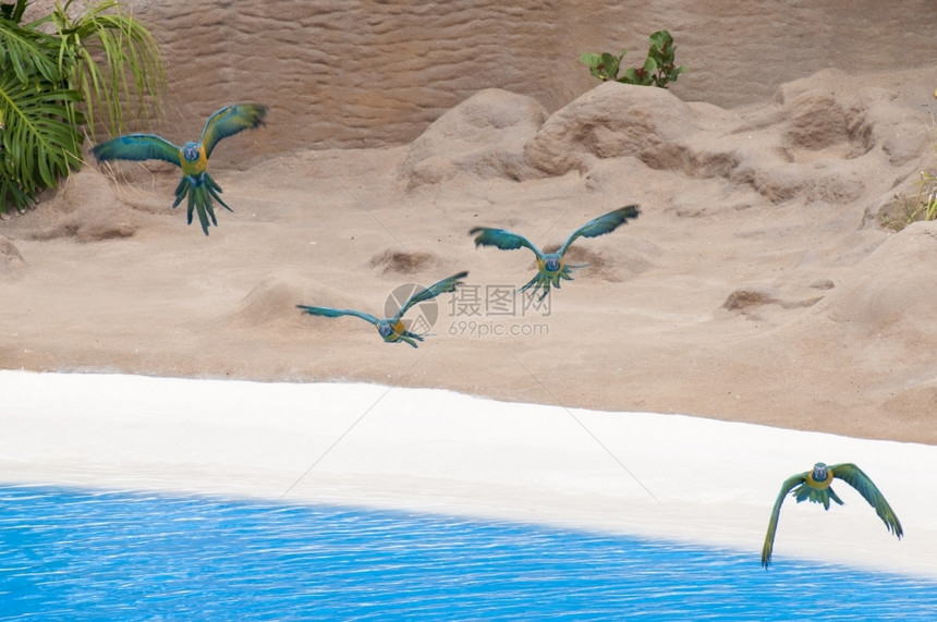 鹦鹉在森林的湖边飞翔一种漂亮的丰富多彩图片