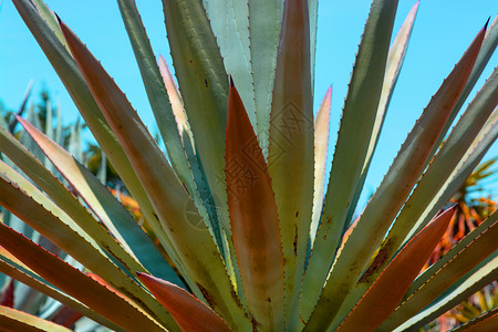 草本植物热带封闭大型水生植物和aloevera电离式藻类植物健康图片