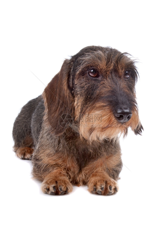 伤心朋友Dachshund狗有线头发条Dachshund狗躺在前面正图片
