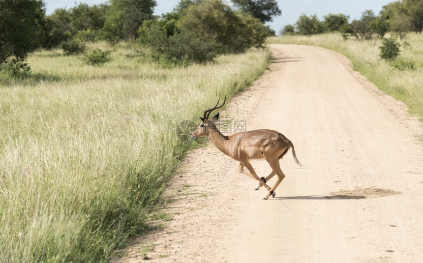非洲人南部Kruger公园路口的印巴拉人濒危预订图片
