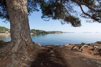 在西班牙巴利阿里群岛伊比萨的Ibiza自然景观松树枝根红土和海洋地平线水分支机构植物图片