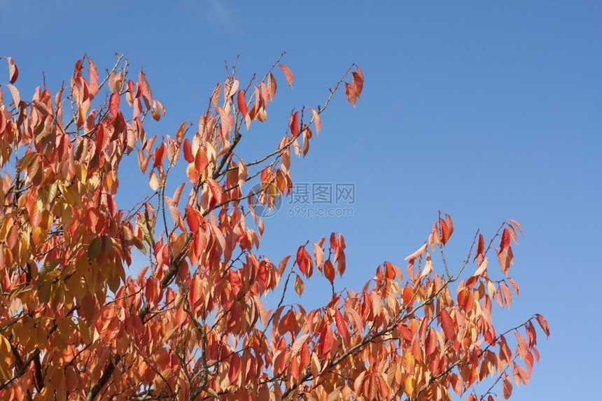 树上的红叶和金与蓝色的天空对立有复制的空间奥克雷复制十一月图片