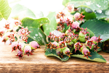自然有机的绿莓安兰提尔和将开立果叶子留在春花园绿色图片
