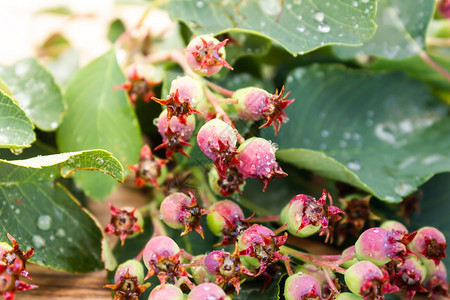 绿莓安兰提尔和将开立果叶子留在春花园加拿大人成熟食物图片