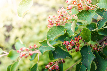 阿梅兰契尔春天水果绿莓安兰提尔和将开立果叶子留在春花园图片
