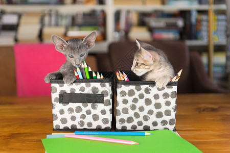 两只小猫咪在室内玩彩色铅笔短发创造力尾巴图片