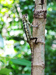 蜥蜴变色龙爬上树了植物虫图片
