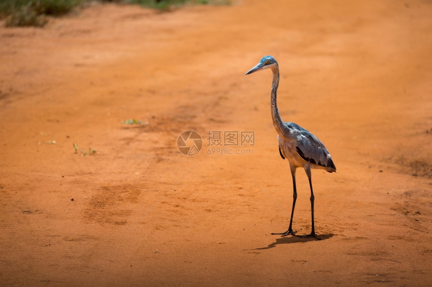 象征一只鹤站在大草原的红土上一只鹤站在大草原的红土上非洲人图片