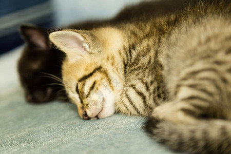 两只小奶猫睡在沙发上图片