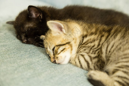 两只小猫咪睡在蓝沙发上图片