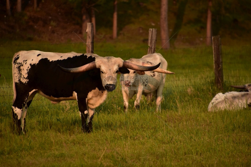 国内的公牛喇叭清晨在牧场上驾驶长角的对图片
