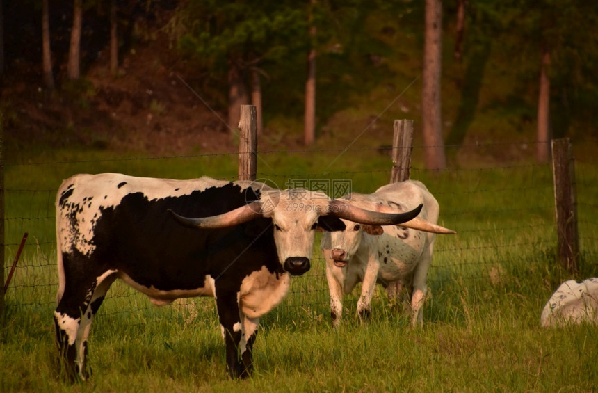 场地清晨在牧场上对两个长角牛群的一对肉图片