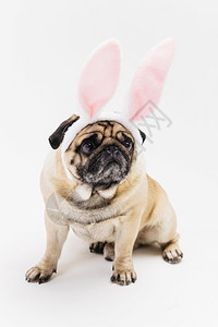 有趣可爱的冷酷哈巴狗粉红色兔子耳朵案粉色的酸奶图片