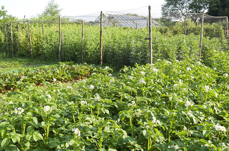 有机蔬菜花园中的土豆甜菜和类可持续的笼庄稼图片