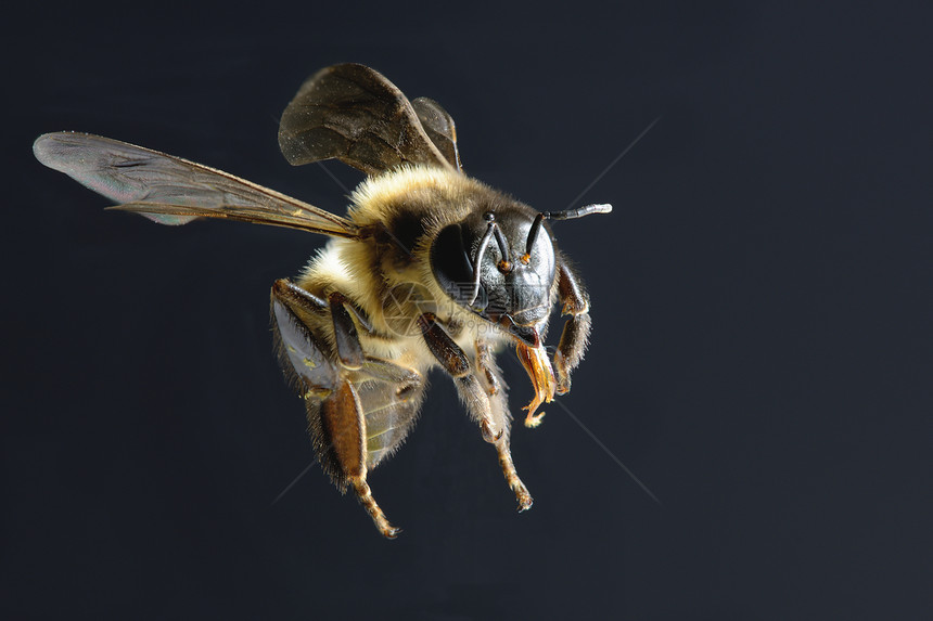 黑色背景下的蜜蜂图片