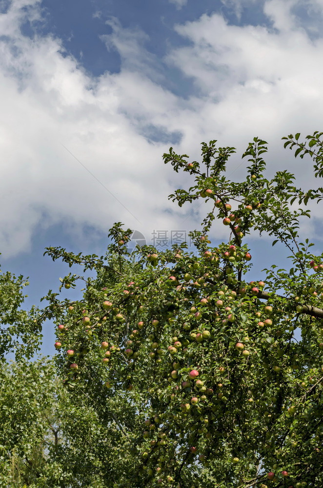 结满苹果的苹果树图片