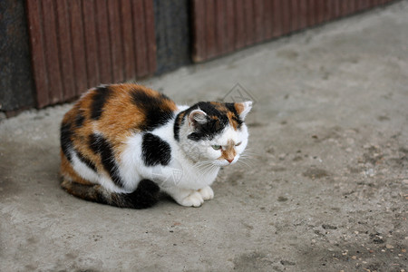 谎言关心睡在沥青路上的大毛猫宠物图片