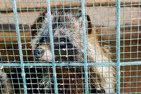 浣熊在动物园里浣熊动物园笼子围栏悲伤渴望自然由浣熊羊毛生活美国人图片