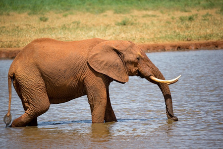 游戏自然一头红象从水坑里喝一头红象从坑里喝衬套图片